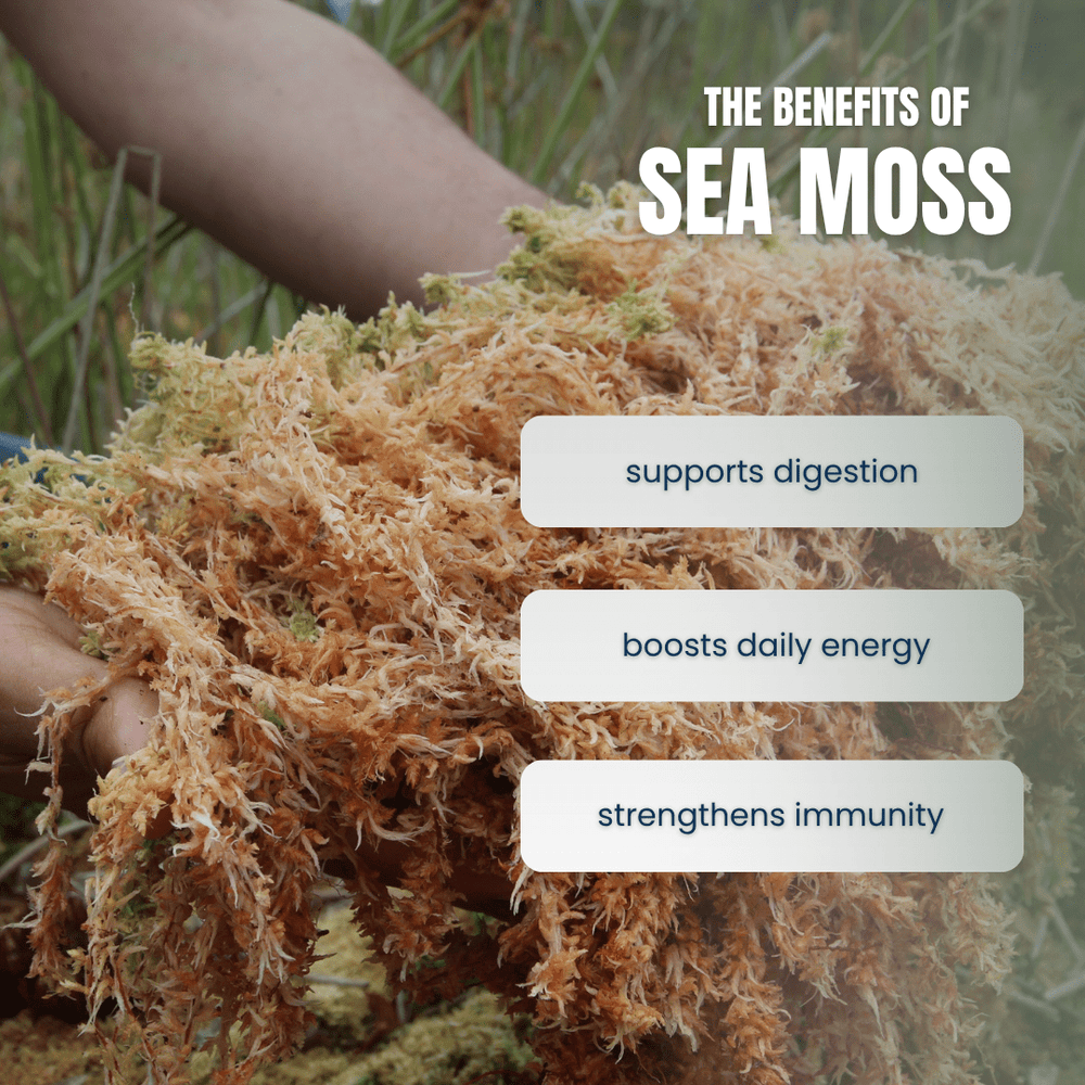 Sea Moss Organic with Bladderwrack and Bioperine®